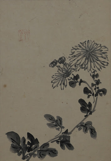 Chrysanthemum(墨菊)