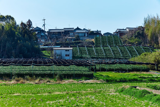 Inooka tea field Inooka tea field