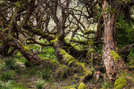 Gnarled Forest