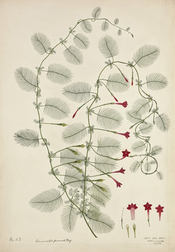 Cardinal Creeper or Hummingbird vine (Ipomoea quamodit)