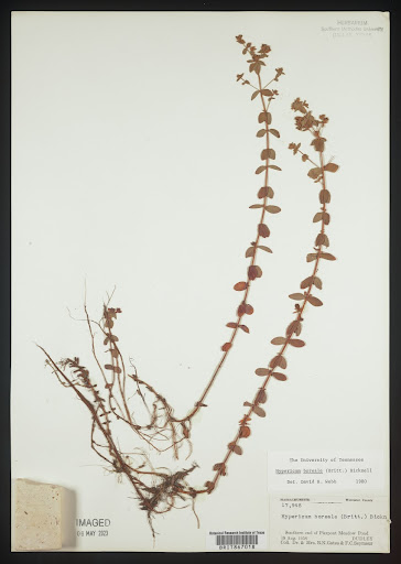 Hypericum boreale (common name Northern St. Johnswort) specimen