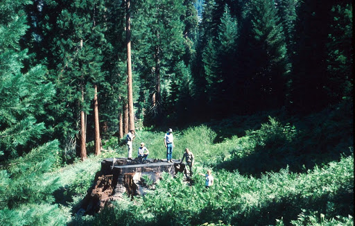 Stump at Mountain Home