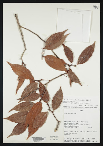 Casearia gossypiosperma specimen from Peru