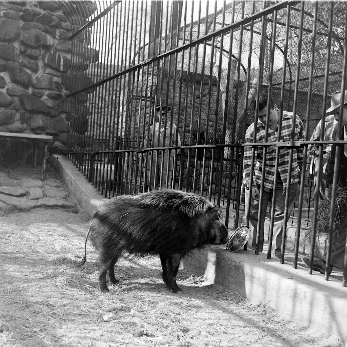 African Forest & Wart Hogs Baltimore Zoo