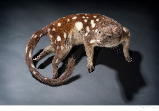 Spotted-tailed Quoll