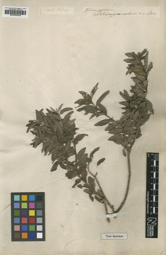 Psidium pumilum Vahl