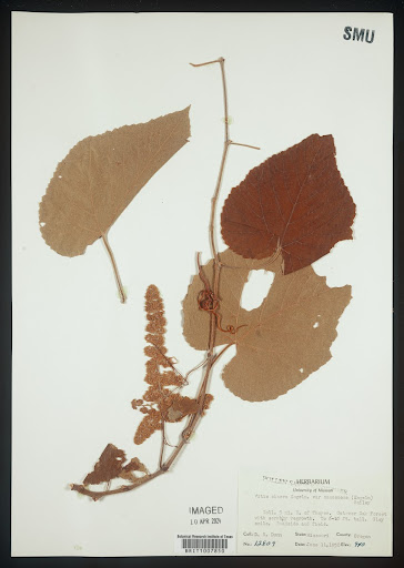 Vitis cinerea (common name Graybark Grape) specimen