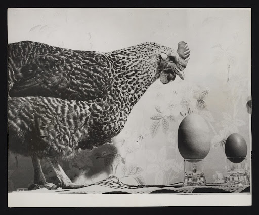 A photographic print of Industry, Agriculture, Poultry - Eggs