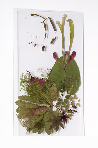 Acrylic panels with natural plant insert Angiosperms: thorns, traps and poisons
