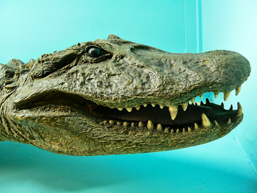 Common caiman (Caiman crocodilus)