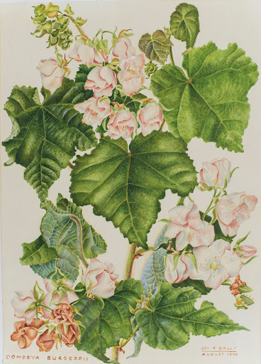 Dombeya burgessiae Gerrard - Sterculiaceae