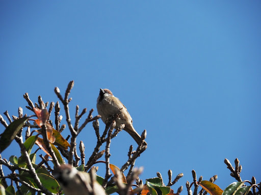 Hajime Suga: Wild Birds