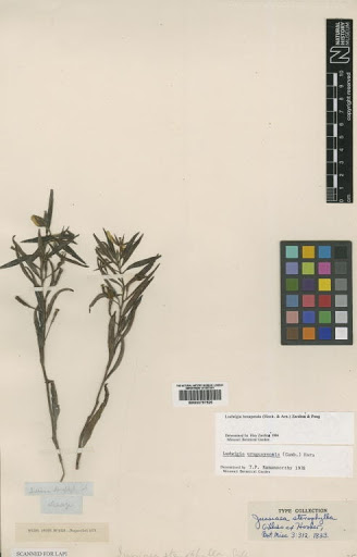 Ludwigia hexapetala (Hook. & Arn.) Zardini, H.Y.Gu & P.H.Raven