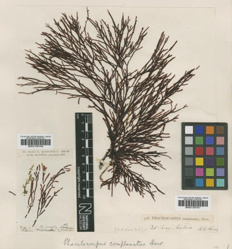 Phacelocarpus complanatus Harv.