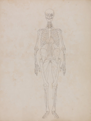 Human Figure, Anterior View (Outline figure)