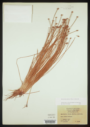Eleocharis obtusa (common name Blunt Spikerush) specimen from United States