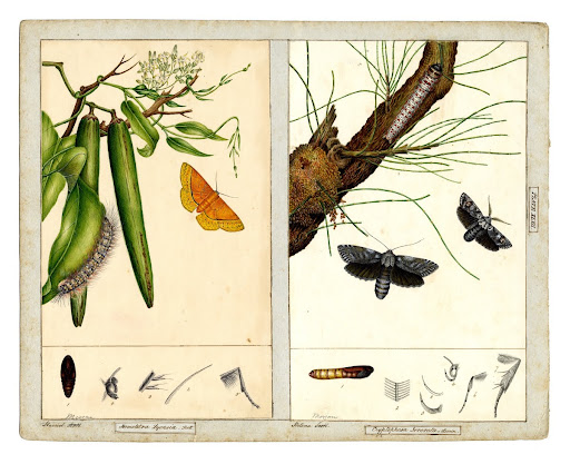 Anthelid Moth, Anthela excellens and Xyloryctid Moth, Cryptophasa irrorata