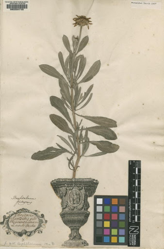 Buphthalmum frutescens L.