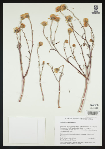 Chaenactis fremontii (common name Pincushion Flower) specimen