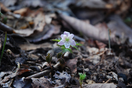 Amur anemone