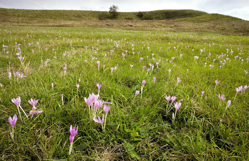 Autumn crocus, Viscri is seen commonly in October