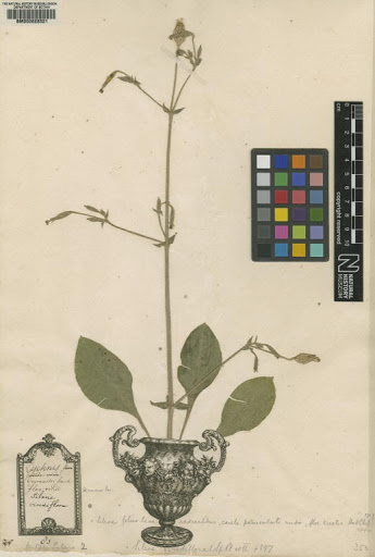Silene viridiflora L.