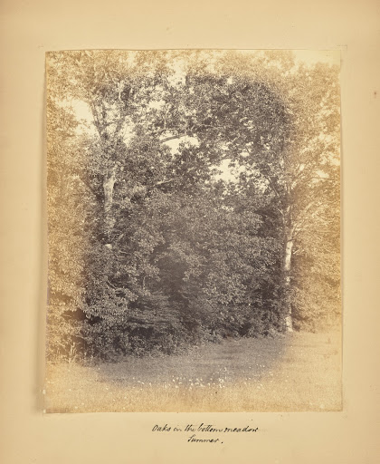Oaks in the Bottom Meadow - Summer