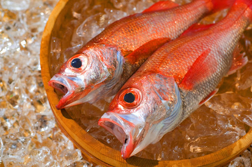 Nodoguro (Blackthroat Seaperch)