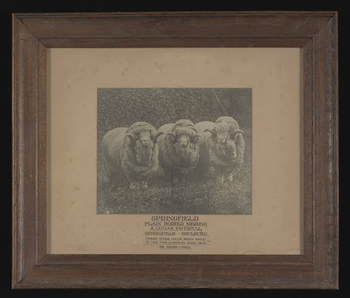 Photograph of three Springfield merino stud rams
