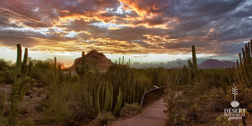 Desert Botanical Gardens