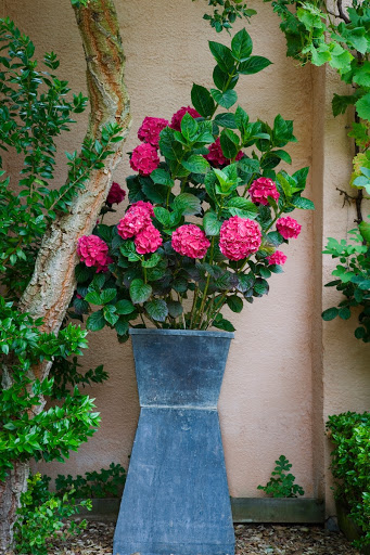 The Carpet Garden - Blooming Hydrangeas