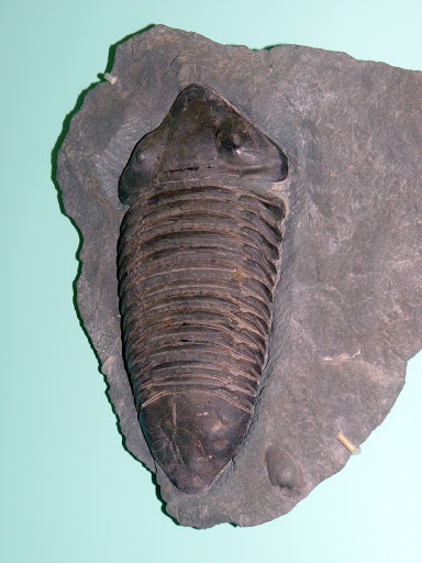 Dipleura dekayi Green