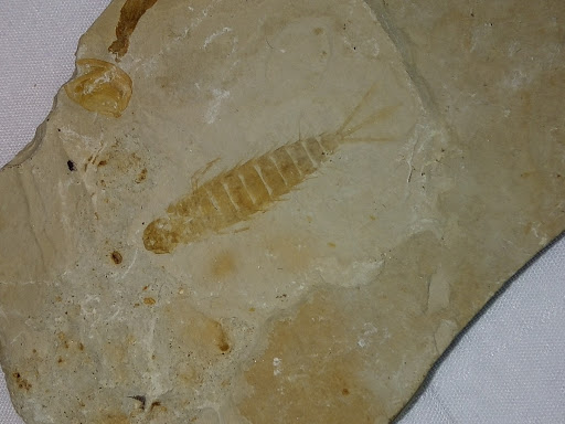 三尾拟蜉蝣化石