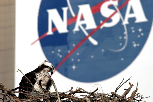 KENNEDY SPACE CENTER, FLA. -- A breeding osprey occupies a nest constructed on a speaker pole in the lower parking lot of the KSC Press Site. Eggs have been sighted in the nest. The NASA logo in the background is painted on an outer wall of the 525-foot-tall Vehicle Assembly Building nearby. Known as a fish hawk, the osprey selects sites of opportunity in which to nest -- from trees and telephone poles to rocks or even flat ground. In North America, it is found from Alaska and Newfoundland to Florida and the Gulf Coast. Osprey nests are found throughout the Kennedy Space Center and surrounding Merritt Island National Wildlife Refuge.