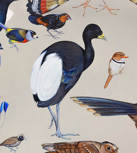 Pale-winged Trumpeter