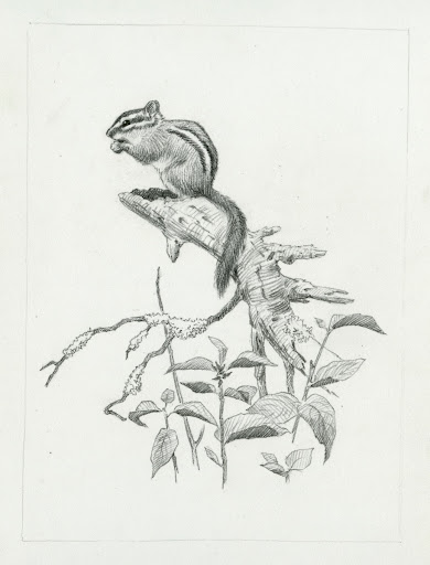 Townsend's Chipmunk