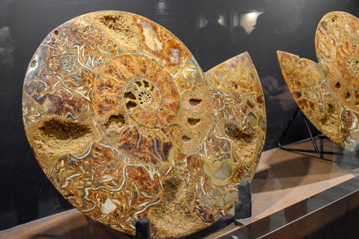Ammonite lytoceras