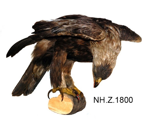 Golden Eagle (Aquila chrysaetos)