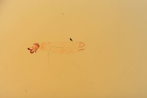 Asymphorodes albicoma