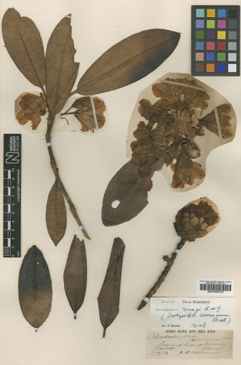 Rhododendron wrayi King & Gamble