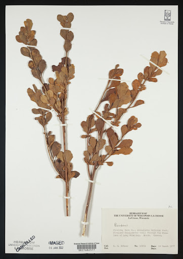 Baccharis dioica (common name Broombush False Willow) specimen