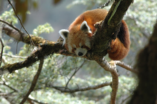 Red Panda (Ailurus fulgenst), Sagarmatha National Park, Himalaya, Nepal