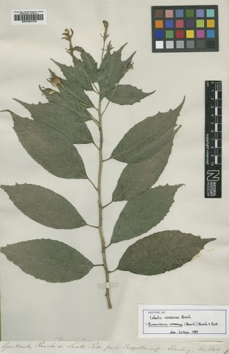 Burmeistera virescens (Benth.) Hook.f. ex Benth. & Hemsl.