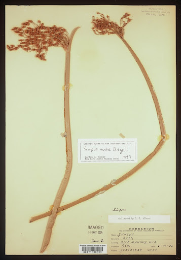 Scirpus acutus (common name Sedge) specimen