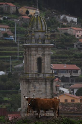 Cows in front of the Monastery of Santa María de Oia