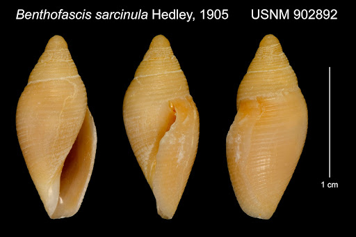Benthofascis sarcinula
