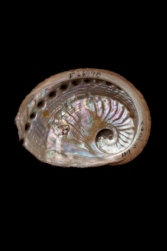 Museum Victoria shell specimens from Victoria: Haliotis scalaris