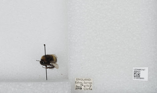 Bombus (Bombus) lucorum
