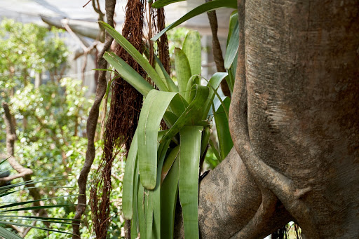 The special leaves of bromeliads
