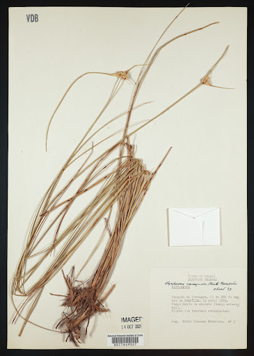 Rhynchospora (common name Beaksedge) specimen